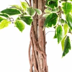 Kunstbaum Ficus Benjamini Grün Weiß 122 Cm 6 Kunstbaum Ficus Benjamini Grün Weiß 122 Cm -Homescapes Sale Haus ap1196 image 3