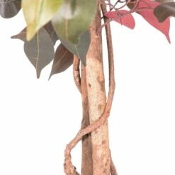 Kunstbaum Capensia Rot Grün 122 Cm 8 Kunstbaum Capensia Rot Grün 122 Cm -Homescapes Sale Haus ap1203 red and green artificial capensia tree with real wood trunk image 4