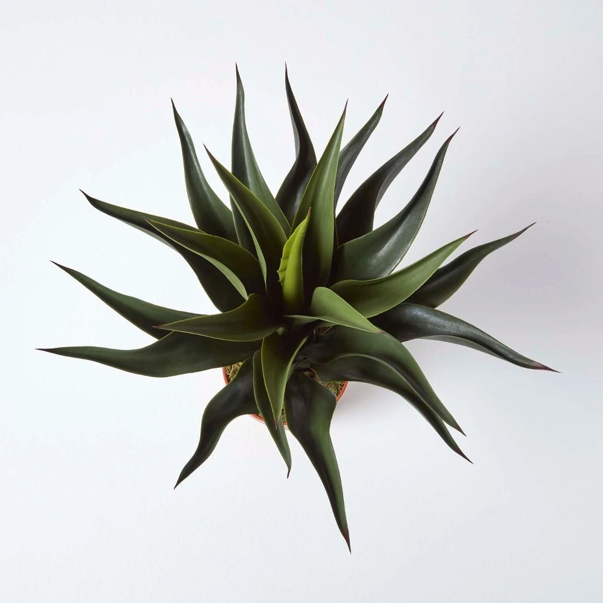 Kunstpflanze 'Century Plant' Agave Americana Im Topf, 60 Cm 2 Kunstpflanze 'Century Plant' Agave Americana Im Topf, 60 Cm – Bild 2