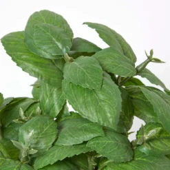 Künstliche Basilikum-Topfpflanze -Homescapes Sale Haus ap1552 5