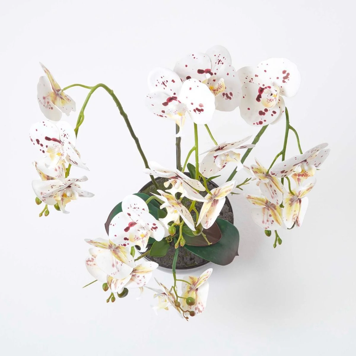 Künstliche Weiße Phalaenopsis-Orchidee Im Schwarzen Keramik-Topf, 62 Cm 5 Künstliche Weiße Phalaenopsis-Orchidee Im Schwarzen Keramik-Topf, 62 Cm – Bild 5