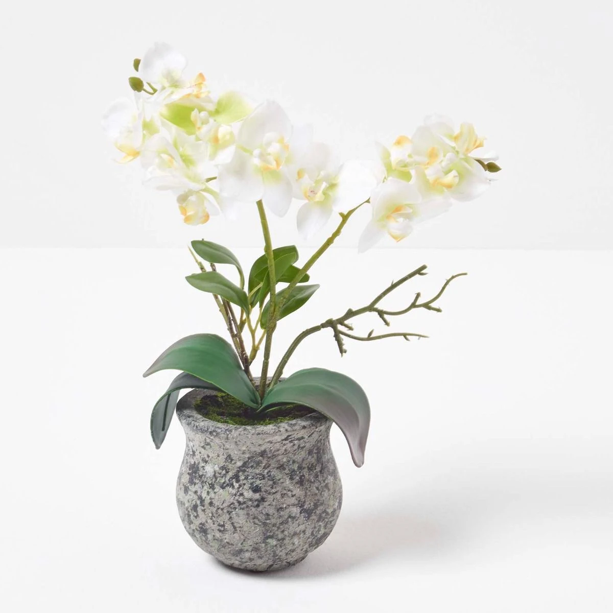 Künstliche Weiß-grüne Phalaenopsis-Orchidee Im Dunklen Zement-Topf, 32 Cm 2 Künstliche Weiß-grüne Phalaenopsis-Orchidee Im Dunklen Zement-Topf, 32 Cm – Bild 2