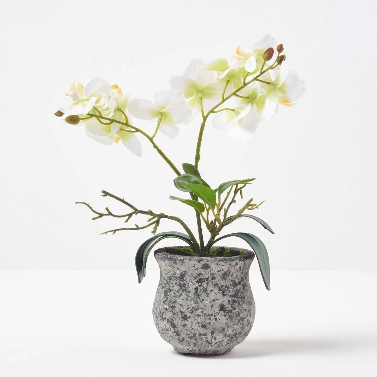 Künstliche Weiß-grüne Phalaenopsis-Orchidee Im Dunklen Zement-Topf, 32 Cm 6 Künstliche Weiß-grüne Phalaenopsis-Orchidee Im Dunklen Zement-Topf, 32 Cm – Bild 6
